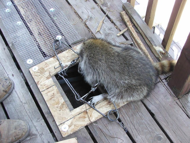 Allstate Animal Control technician with a trapped, dead raccoon 